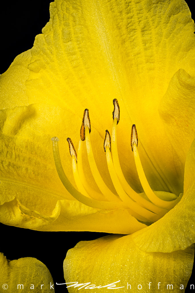 Day Lily
